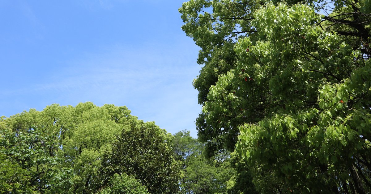 平和の森公園の木々(イメージ)