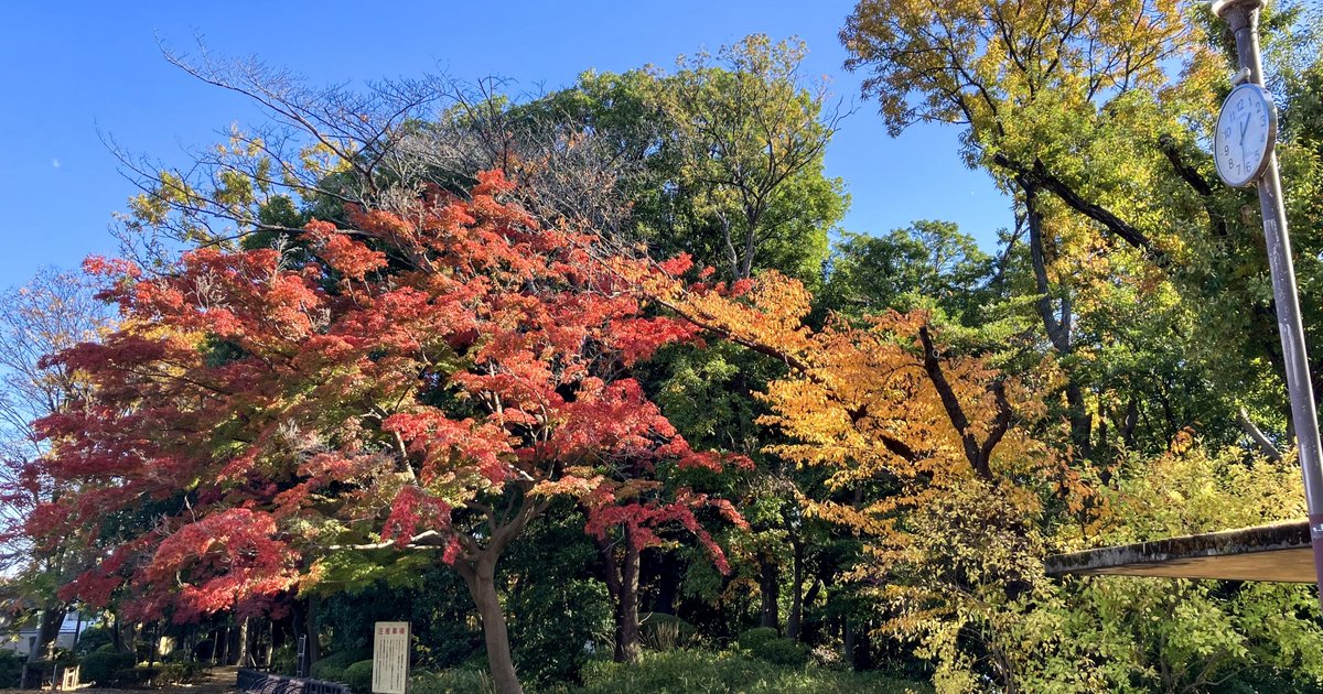 多摩川台公園の紅葉(イメージ)